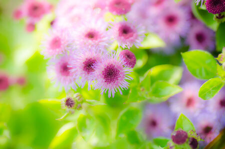 Beautiful pink flower in the garden