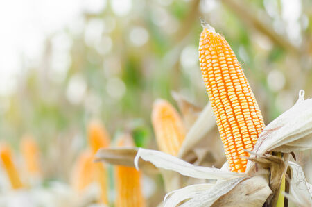 Corn field in the northern of Thailand