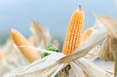 Corn field in the northern of Thailand