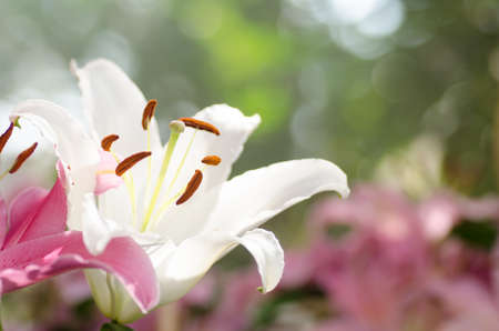Beautiful and sweet lily flower on bokeh backgroundの写真素材