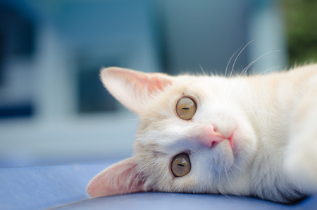 Cute white cat on the roofの写真素材