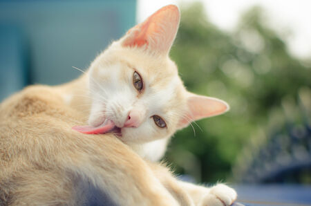 Cute brown cat on the roofの写真素材