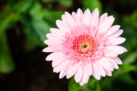 Beautiful pink and soft gerbera flower in the gardenの写真素材