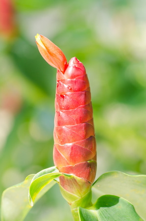 Indian Head Ginger or Costus speciosus in the Northern of Thailandの写真素材