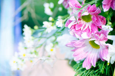 Beautiful chrysanthemum flower with color fiter