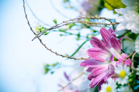 Beautiful chrysanthemum flower with color fiterの写真素材