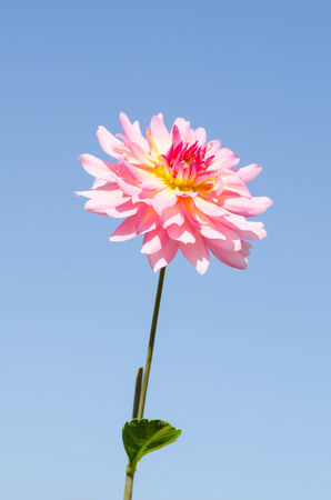 Beautiful dahlia flower on blue skyの写真素材