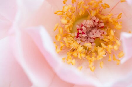 Close up pollen of rose flower