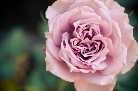 Beautiful rose with color filterの写真素材