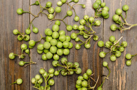 Turkey berry,Pea Eggplant,Devil's fig or Prickly nightshade, Native vegetable in Thailandの写真素材