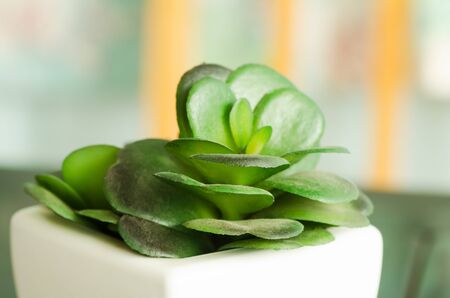 Small decorative plant in the white vase on the table,home interiorの写真素材