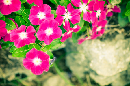 Beautiful periwinkle flower (Catharanthus roseus) in the garden,color filter toneの写真素材