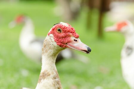 Close up of the duck on green grass, poultry lifeの写真素材