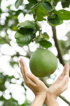 Fresh pomelo fruit hanging on tree bunch witth hand in the farmの写真素材
