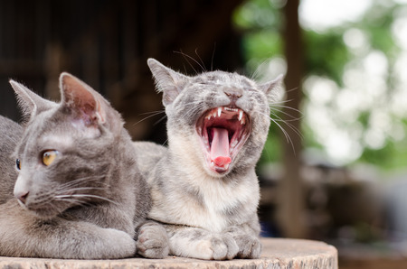 Cute cats are    on the woodenの写真素材