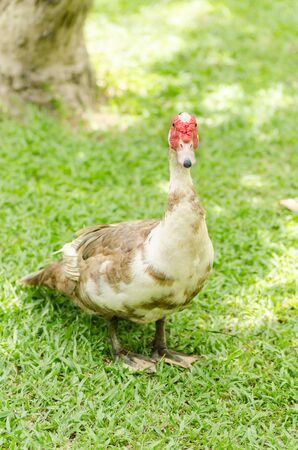 Close up of the white duck, poultry lifeの写真素材