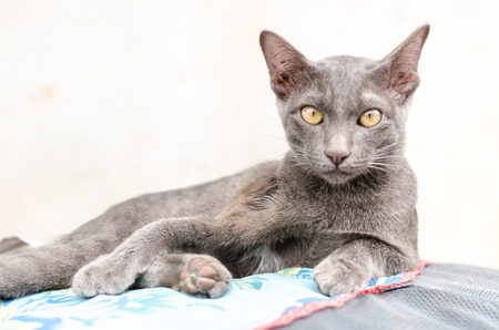 Gray cat is relaxing  on the fabricの写真素材