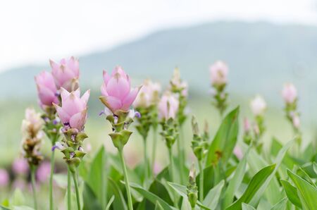 Siam tulip or Curcuma flower in Chiangmai,northern of Thailandの写真素材
