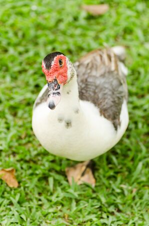 Close up of the duck on green grass, poultry lifeの写真素材
