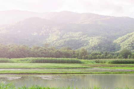 Agriculture field in rainy season,northern of Thailand with color filter toneの写真素材