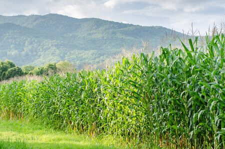 Fresh corn field in rainy season,northern of Thailand