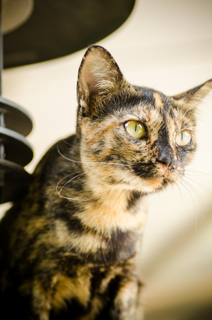 Close up of half-breed
catの写真素材