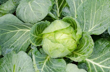 Fresh cabbage in the organic farm