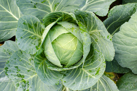 Fresh cabbage in the organic farmの写真素材