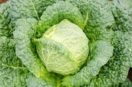 Fresh cabbage in the organic farmの写真素材
