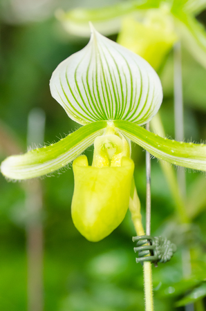 Orchid flower (Paphiopedilum) in Thailandの写真素材