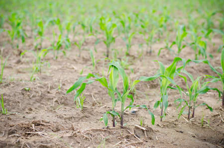 Young corn field in rainy seasonの写真素材