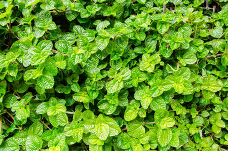 Green leave background in the garden