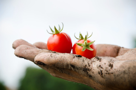 Fresh tomatoes holding by handの写真素材