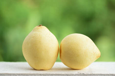 Two asian pears on green backgroundの写真素材