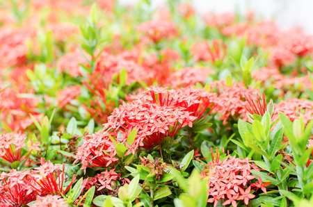 Red Ixora flower (West Indian Jasmine),tropical flowerの写真素材