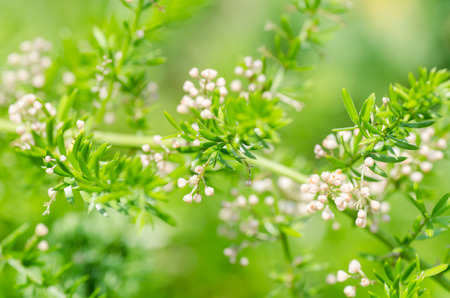 Close up of Asparagus fern flower in garden