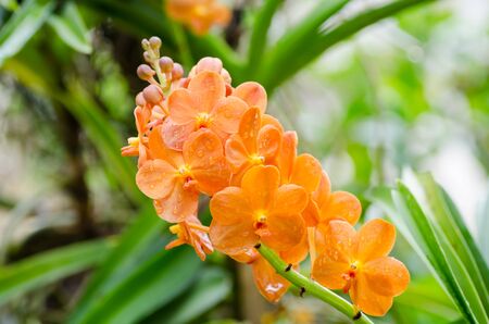 Orange orchid flower blossom in a gardenの写真素材