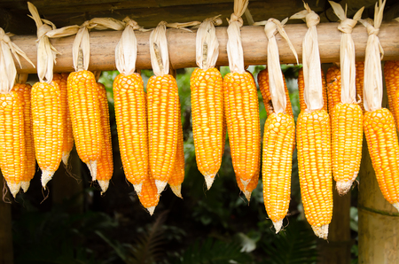 Dried corn cob hanging on bambooの写真素材
