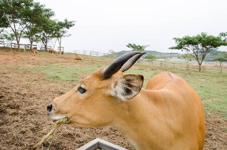 Brown cow eating grass in a farmの写真素材