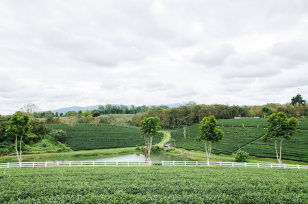 Green tea field in winter season,Chiangrai,Thailandの写真素材
