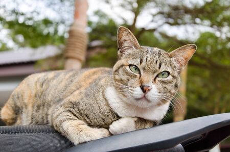 Cute cat lying on motorcycle seat