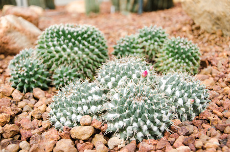 Cactus plants growing in botanical gardenの写真素材