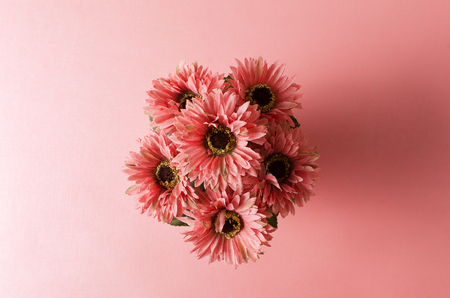 Pink gerbera daisy Flower on pink backgroundの写真素材