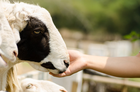 Feeding sheep in the farmの写真素材