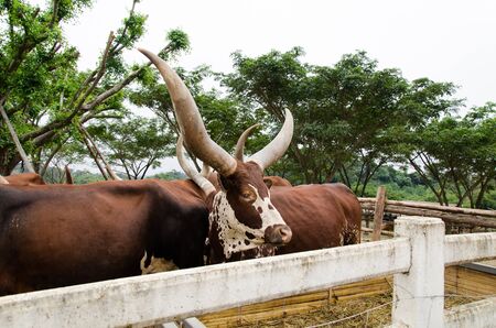 Watusi bull in a farmの写真素材