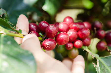 Picking coffee bean by handの写真素材