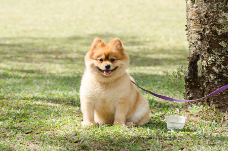 Pomeranian dog is bind with tree on green grassの写真素材