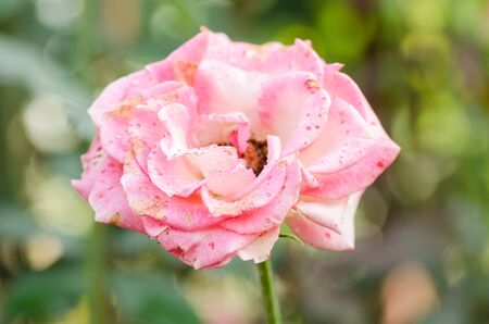 Red rose flower blossom in a gardenの写真素材