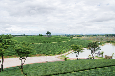 Green tea field,Chiangrai,Thailandの写真素材