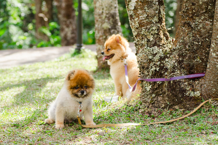 Pomeranian dog is bind with tree on green grassの写真素材